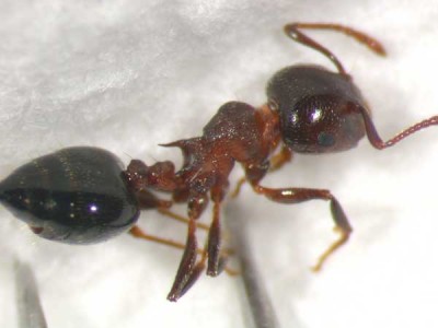 Insects in Alpha Order - Insect ID