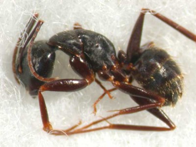 Insects in Alpha Order - Insect ID