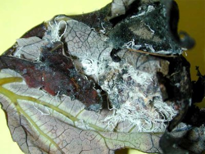 Insects in Alpha Order - Insect ID