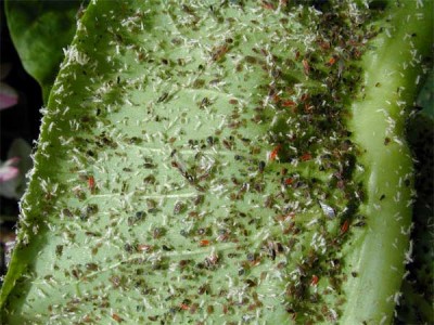 Insects in Alpha Order - Insect ID