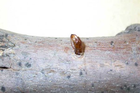 Insects in Alpha Order - Insect ID