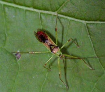 Insects in Alpha Order - Insect ID