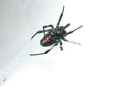 Insects in Alpha Order - Insect ID