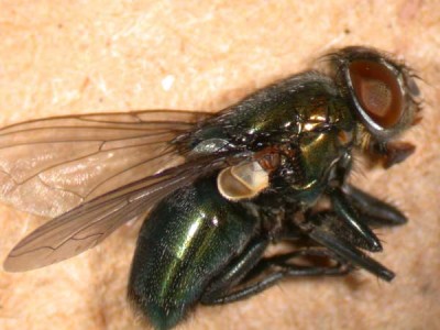 Insects in Alpha Order - Insect ID