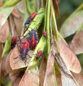 Insects in Alpha Order - Insect ID