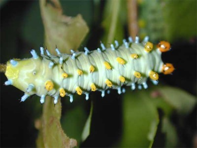 Insects in Alpha Order - Insect ID