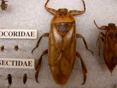 Insects in Alpha Order - Insect ID