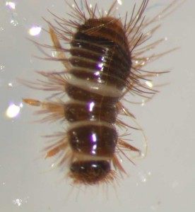 Insects in Alpha Order - Insect ID