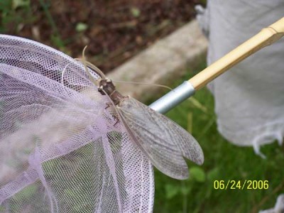 Dobson Fly - Insect ID