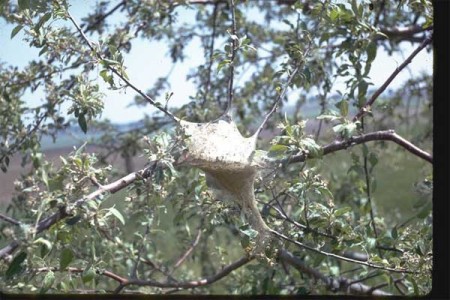 Insects in Alpha Order - Insect ID